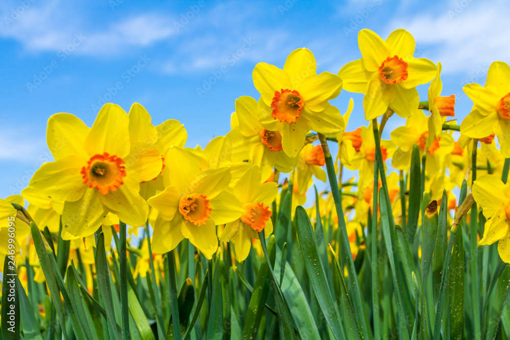 Obraz premium yellow dutch daffodil flowers close up low angle of view with blue sky background