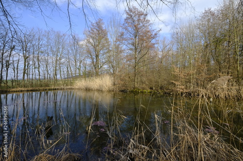 Landschaft und Weinberge bei Castell, Landkreis Kitzingen, Unterfranken, Franken,  Bayern, Deutschland
