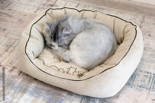 Fototapeta Naklejka Na Ścianę i Meble -  Cat sleeping in bed