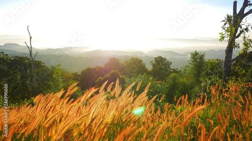 Pennisetum flower in warm sunset.