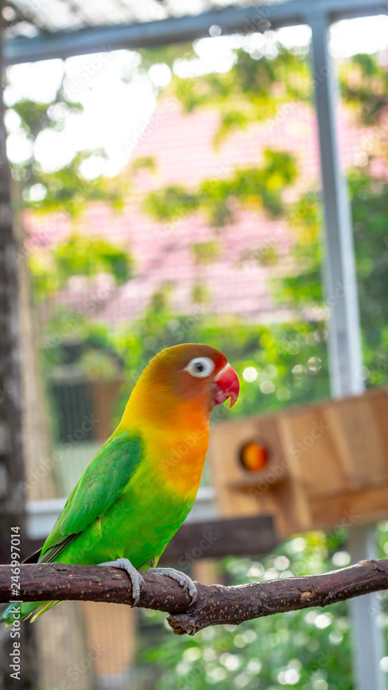 Obraz premium colorful love bird Agapornis fischeri perching on the branch