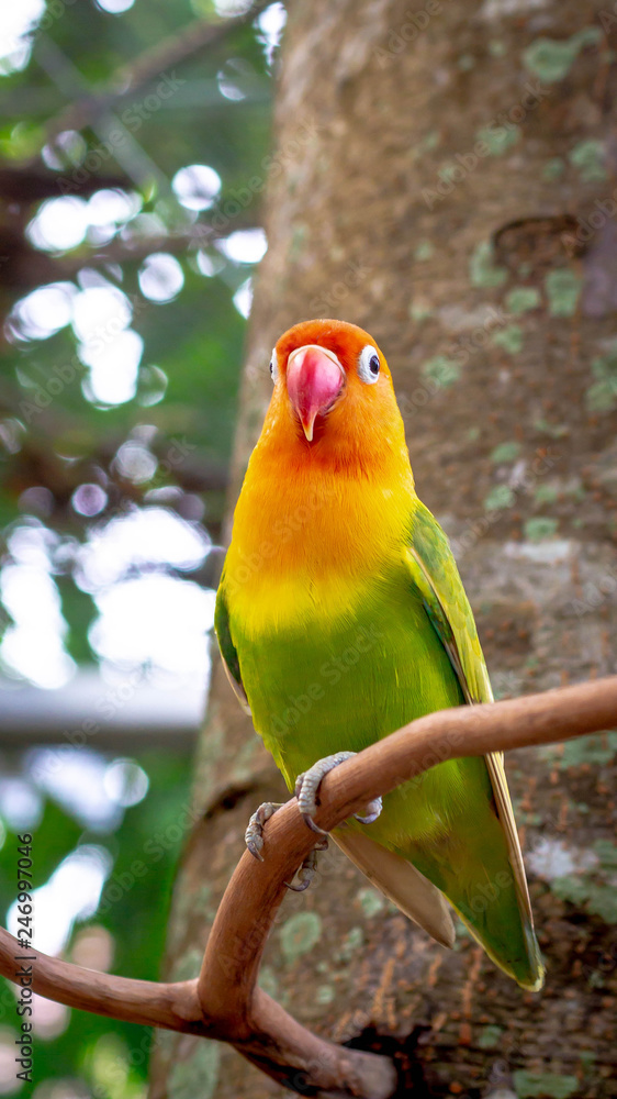 Obraz premium colorful love bird Agapornis fischeri perching on the branch