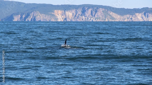 The dorsal fin of a killer whale is visible above the waters of the Pacific Ocean near the Kamchatka Peninsula, Russia. Orca is a toothed whale belonging to the oceanic dolphin family.