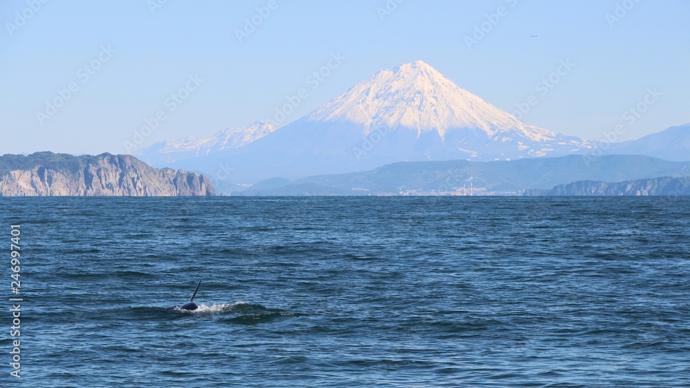 The dorsal fin of a killer whale is visible above the waters of the Pacific Ocean near the Kamchatka Peninsula, Russia. Koryaksky volcano is visible in the background.