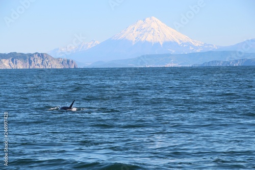 The dorsal fin of a killer whale is visible above the waters of the Pacific Ocean near the Kamchatka Peninsula, Russia. Koryaksky volcano is visible in the background. © Андрей Рыков