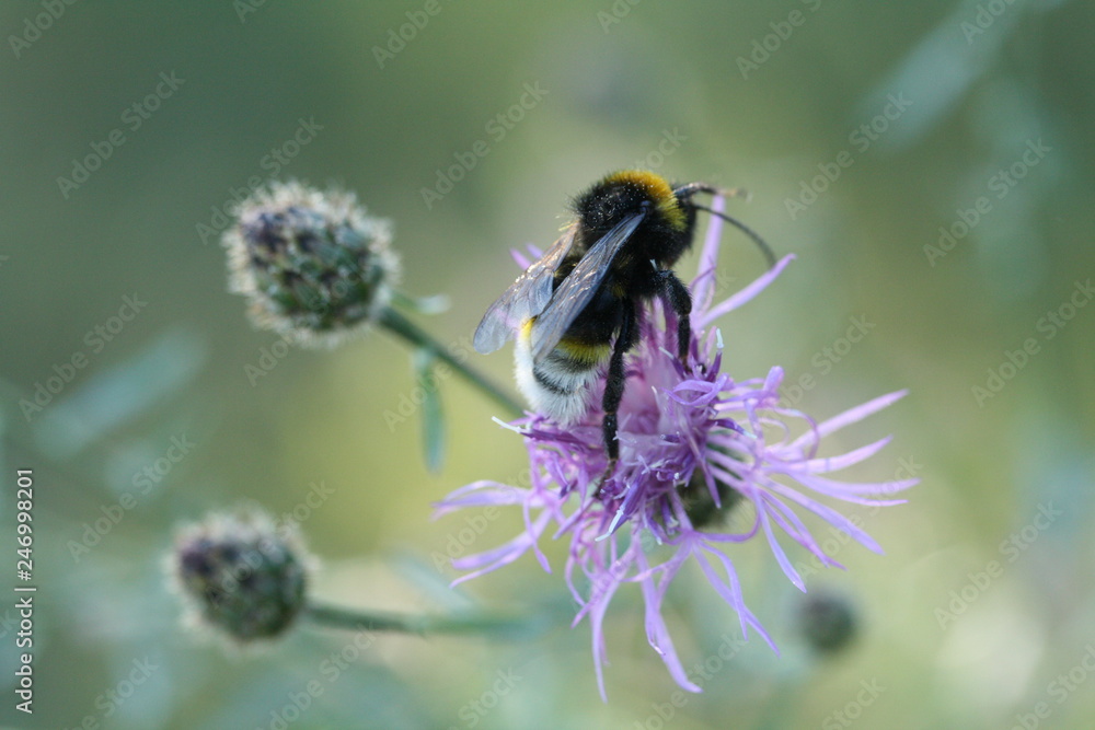Hummel auf der Distel Hummel auf der Distel