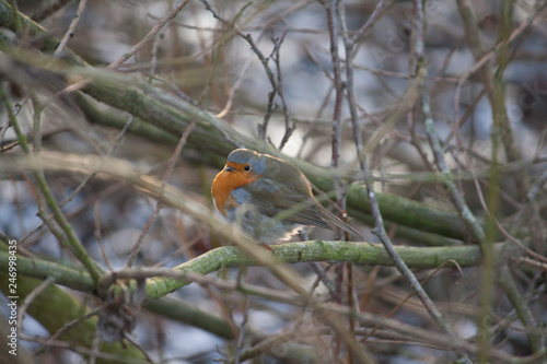 Wallpaper Mural Rotkehlchen in der Sonne auf Ästen Torontodigital.ca
