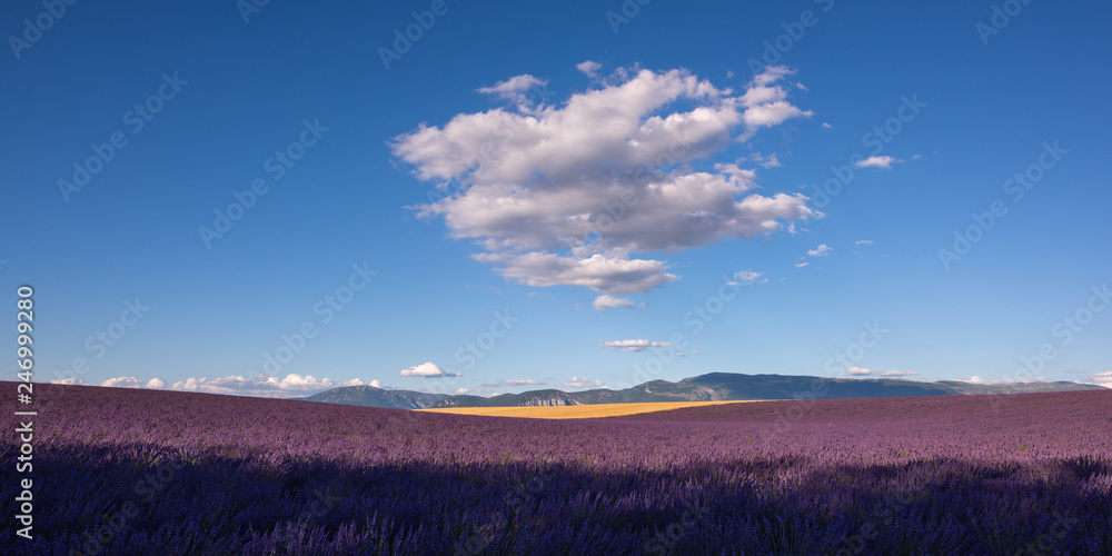 Fototapeta premium Lavender 30