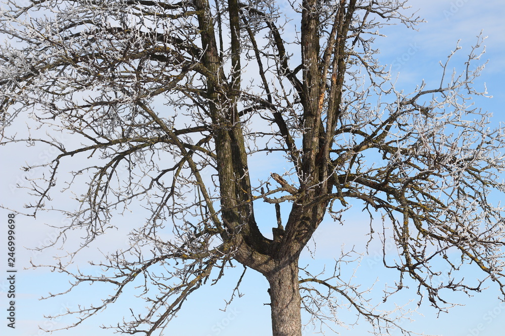 Fototapeta premium frostened trees
