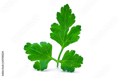Fresh green parsley leaves isolated on white background. Fragrant seasoning and spice