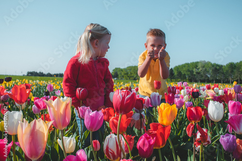 Portrait of two caucasian children, a boy and girl, together playing and standing in a colorful tulip field in the Netherlands, Holland