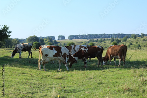 Wallpaper Mural cows in the meadow river Torontodigital.ca