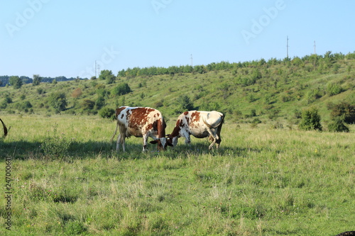 cows in the meadow river © Victoriia