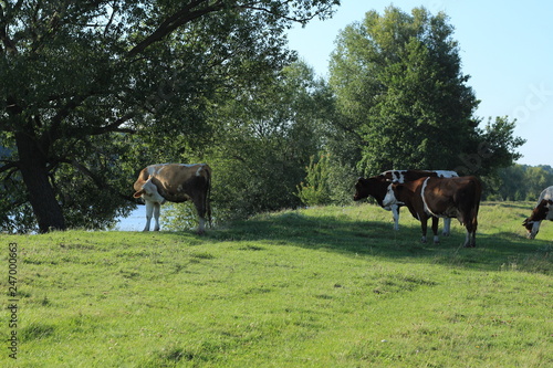 cows in the meadow river © Victoriia