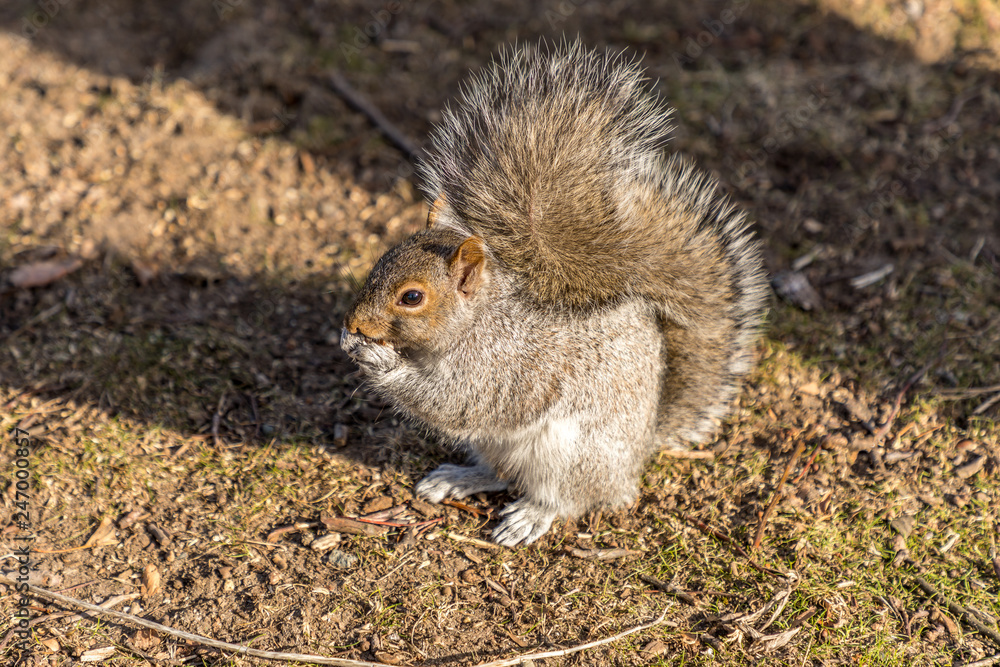 Eastern Grey Squirrel eating a nut, Boston, Massachussetts (Sciurus Carolinensis) Eastern Grey Squirrel eating a nut, Boston, Massachussetts (Sciurus Carolinensis)