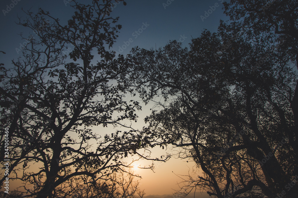 silhouette of tree in sunset on mountain silhouette of tree in sunset on mountain