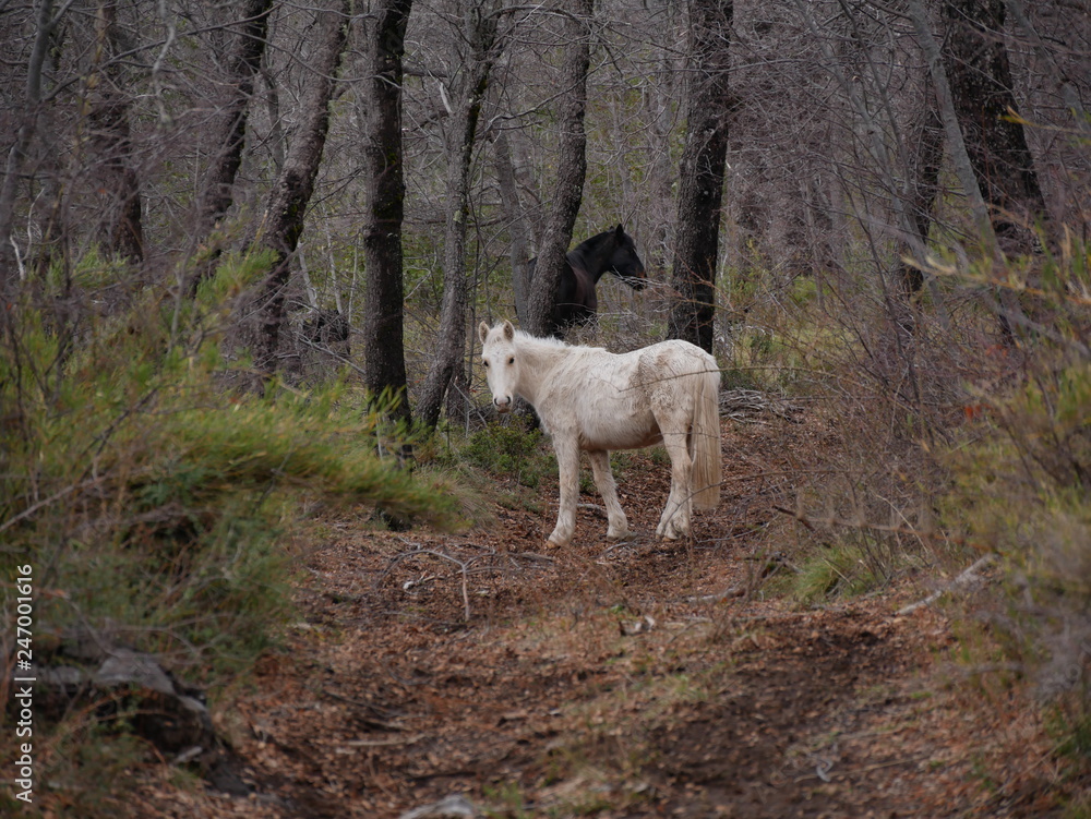 Fototapeta premium Wild horses in the forest