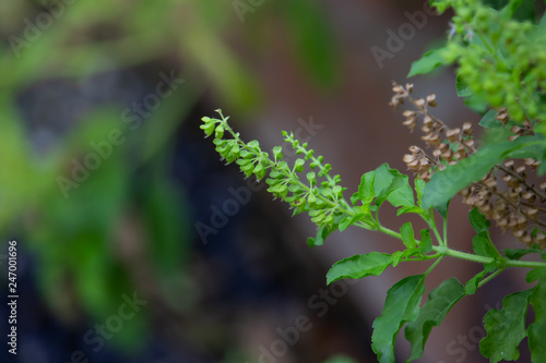 Holy basil, Sacred basil,Ocimum tenuiflorum,Fresh basil leaves