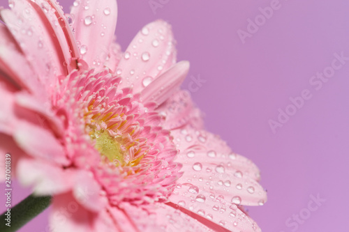 single pink Gerbera flower -serie