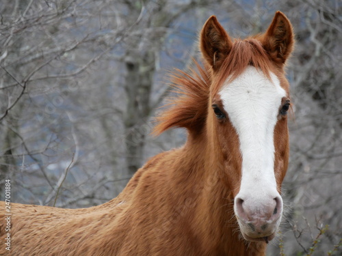 portrait of a horse in Chile © CB