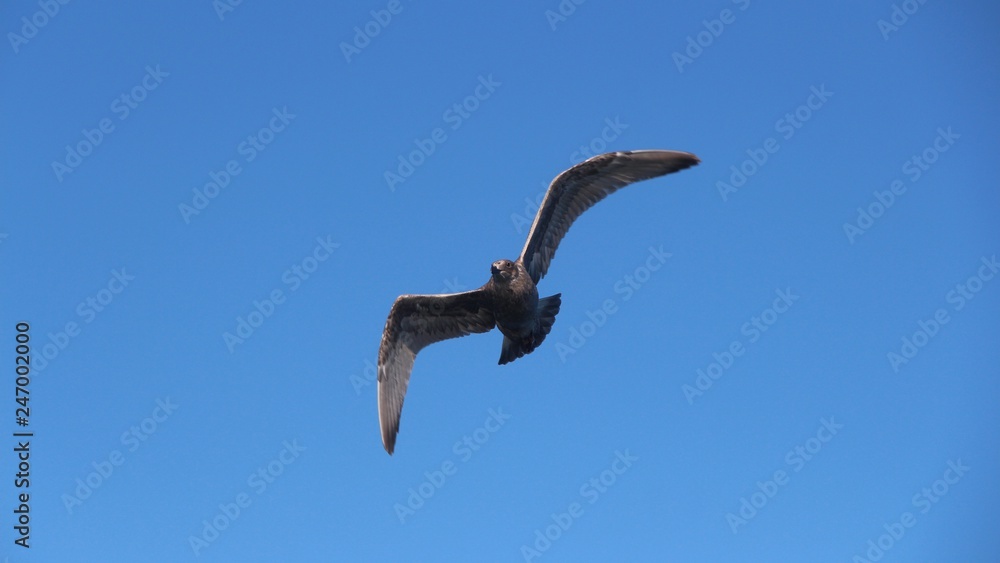 A gull in flight. The Vega gull or East Siberian gull (Larus vegae) is a large gull which breeds in North-east Asia. A gull in flight. The Vega gull or East Siberian gull (Larus vegae) is a large gull which breeds in North-east Asia.