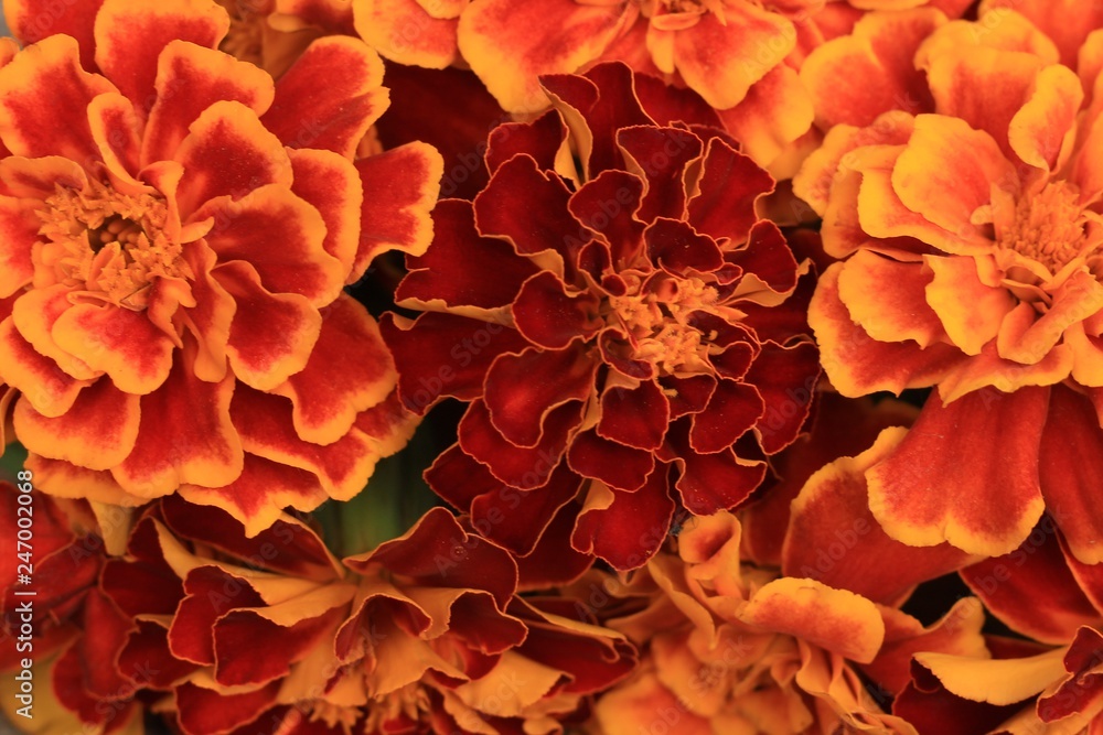merigold background merigold background