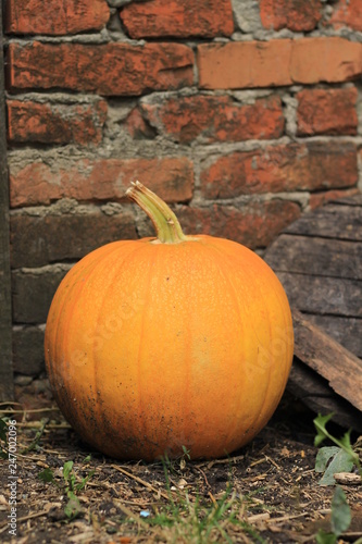 pumpkin at the brick wall close up