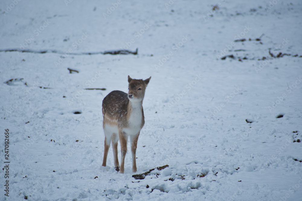 Fototapeta premium Baby deer in snow