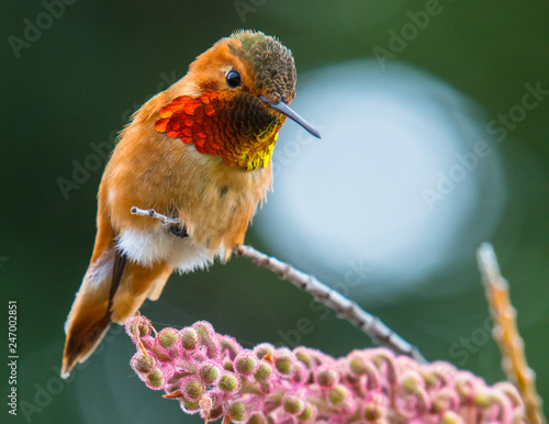 Hummingbird on a perch