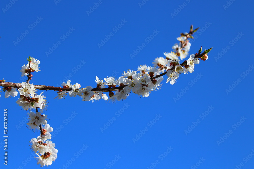 an apricot trees in blossom blue sky an apricot trees in blossom blue sky