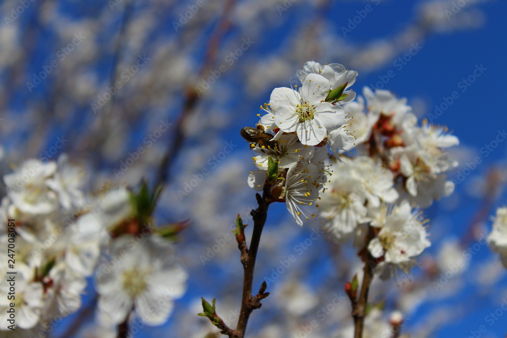 an apricot trees in blossom blue sky