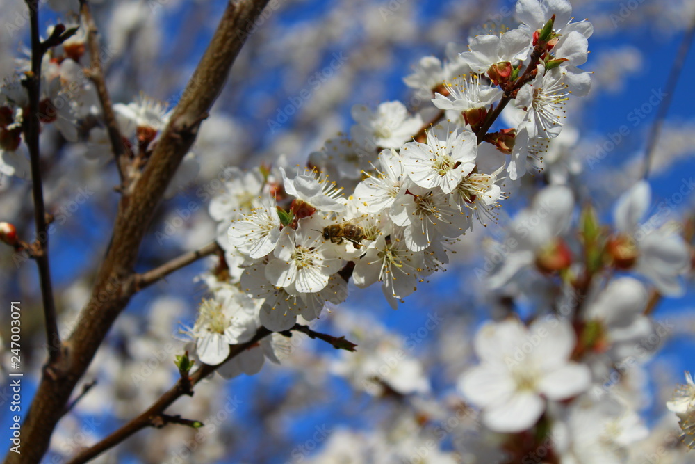 an apricot trees in blossom blue sky an apricot trees in blossom blue sky