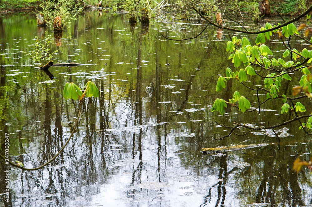 Dark red and moss green in the swamp. A beautiful swamp brown in green forest.