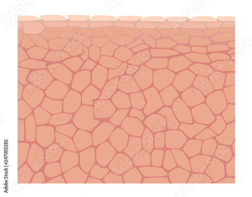 human skin vector