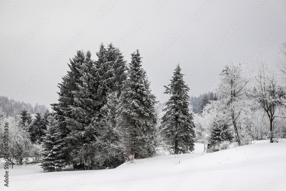 Obraz premium Winter mit Schnee im Thüringer Wald bei Oberhof
