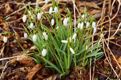 Snowdrops in dry grass. Flowering snowdrops in spring. White small spring flowers.