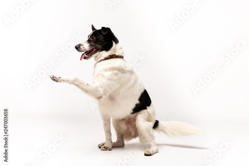 Fototapeta Naklejka Na Ścianę i Meble -  Adorable mixed-breed dog sits at white background