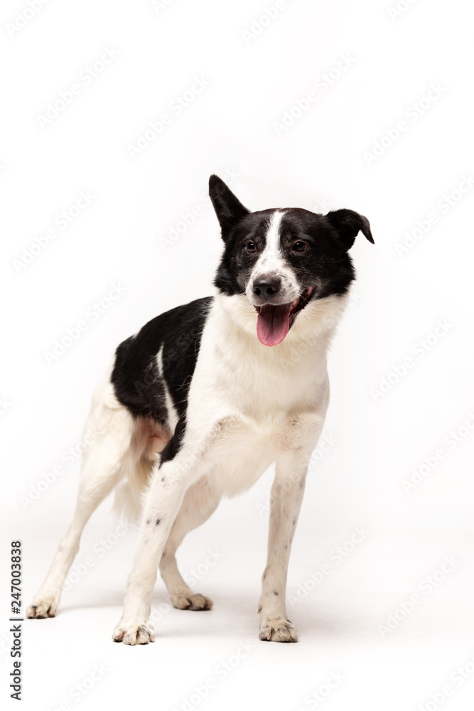 Adorable mixed-breed dog stands at white background
