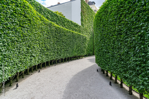 path in the garden - green hedge photo