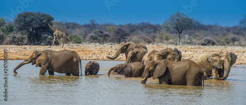 Elephant group in Etosha National Park