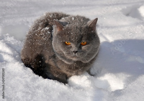 Gray fluffy British cat sits in the snow close-up © Олена Белеванцева