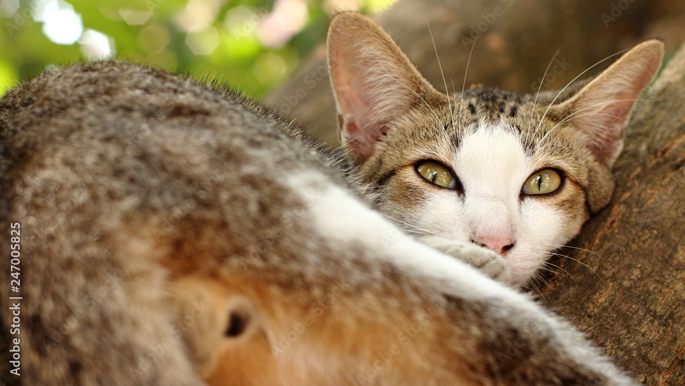 Fototapeta premium The cat is sleeping on the tree.