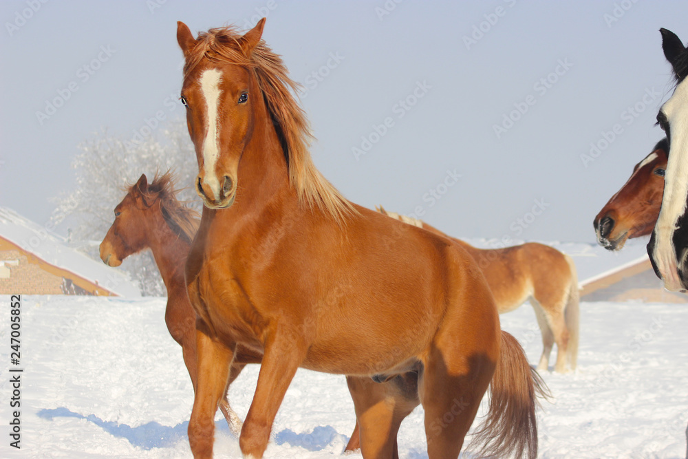 purebred arabian young stallion plays in winter purebred arabian young stallion plays in winter