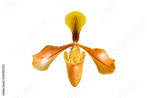 Close - up of orchid (Paphiopedilum Maudiae) isolated on white background - clipping paths. photo