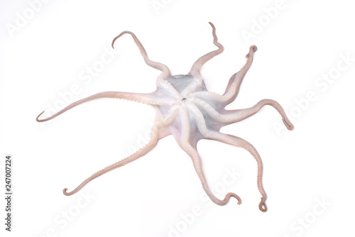 whole raw octopus isolated on white background