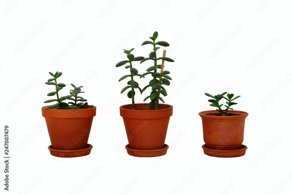 Pots with houseplant for home. Crassula ovata jade plants, money trees. Collage with juicy green Crassula in ceramic brown pots, isolated on white background.