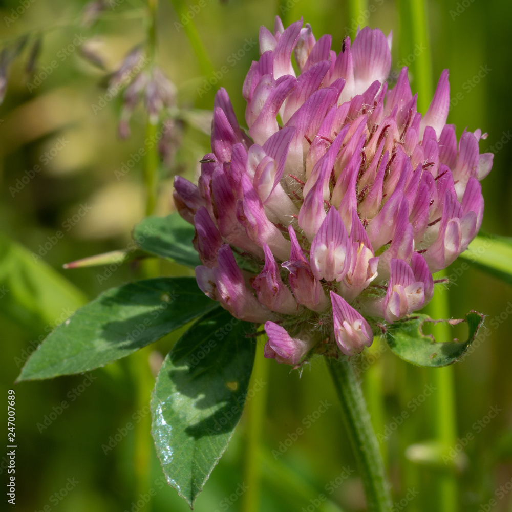 Red clover, Trifolium pratense Red clover, Trifolium pratense