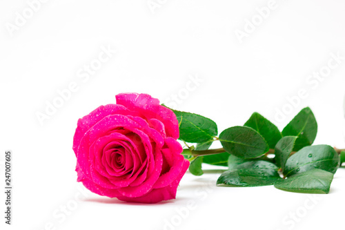 A beautiful single pink rose with raindrops is on the white background