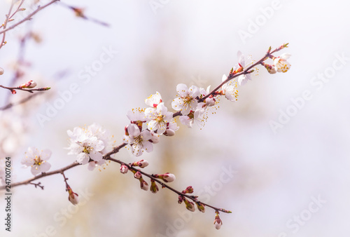 apricot plum tree Blossom in spring time, beautiful white flowers, soft focus. Macro image with copy space. Natural seasonal background.