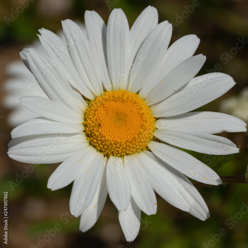 Common daisy  Leucanthemum vulgare